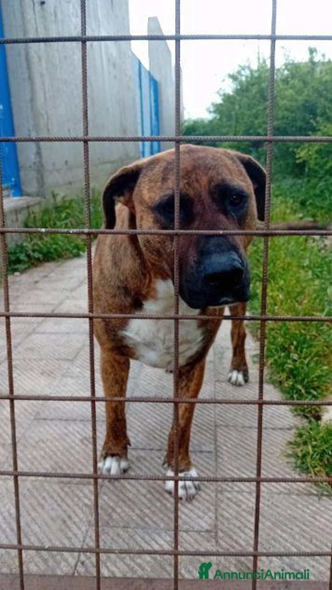 Meticcio cani in regalo: MORGANA superaffettuosa! a Città metropolitana di Milano - Annuncio 2