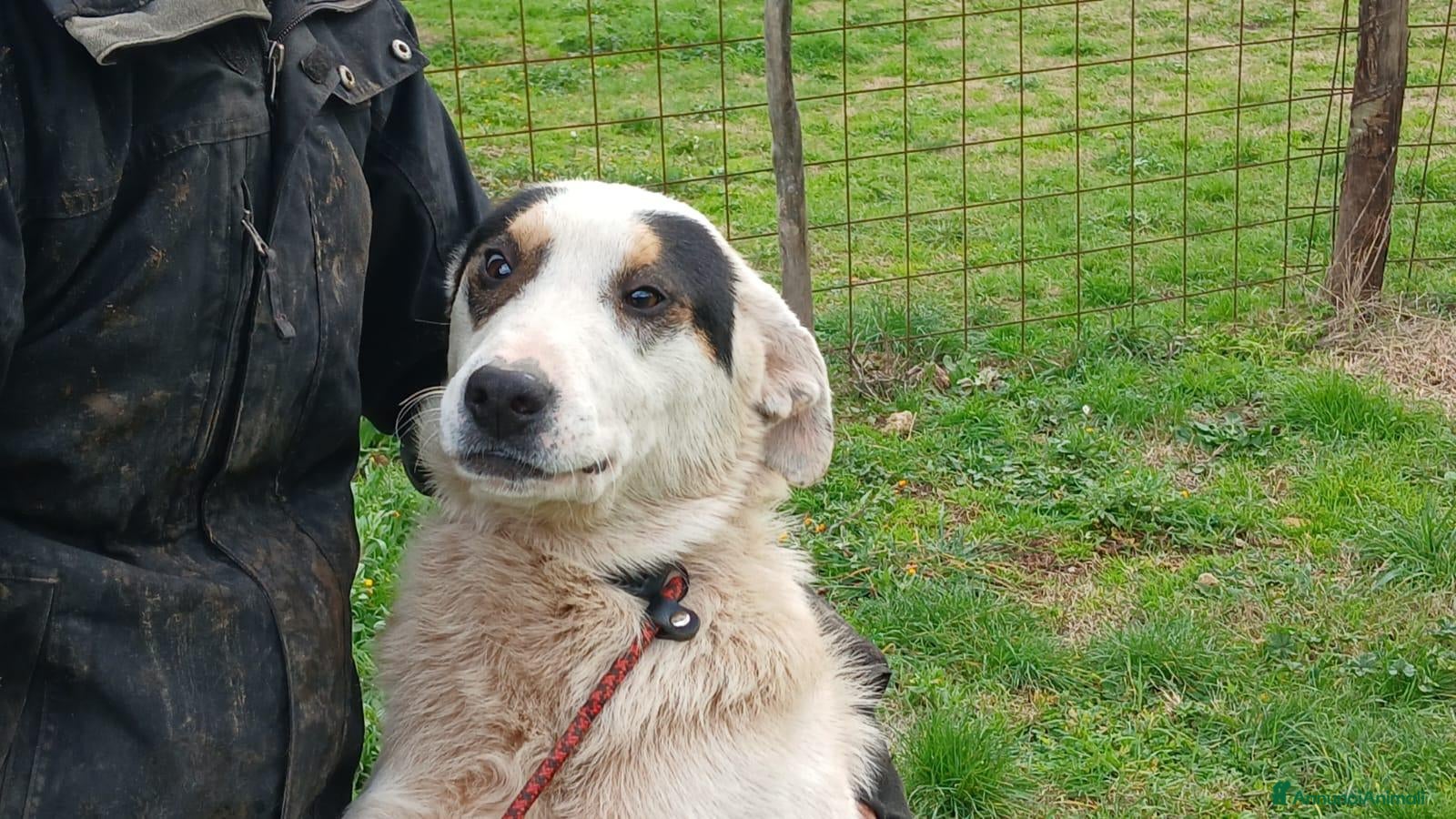 Meticcio cani ARAMIS CERCA LA SUA FAMIGLIA, IN ADOZIONE - Annuncio 9
