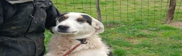 Meticcio cani in regalo: ARAMIS CERCA LA SUA FAMIGLIA, IN ADOZIONE - Annuncio 1