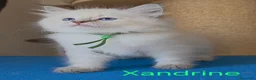 Siberiano gatti in vendita: Cuccioli di gatto siberiano neva masquerade - Annuncio 26