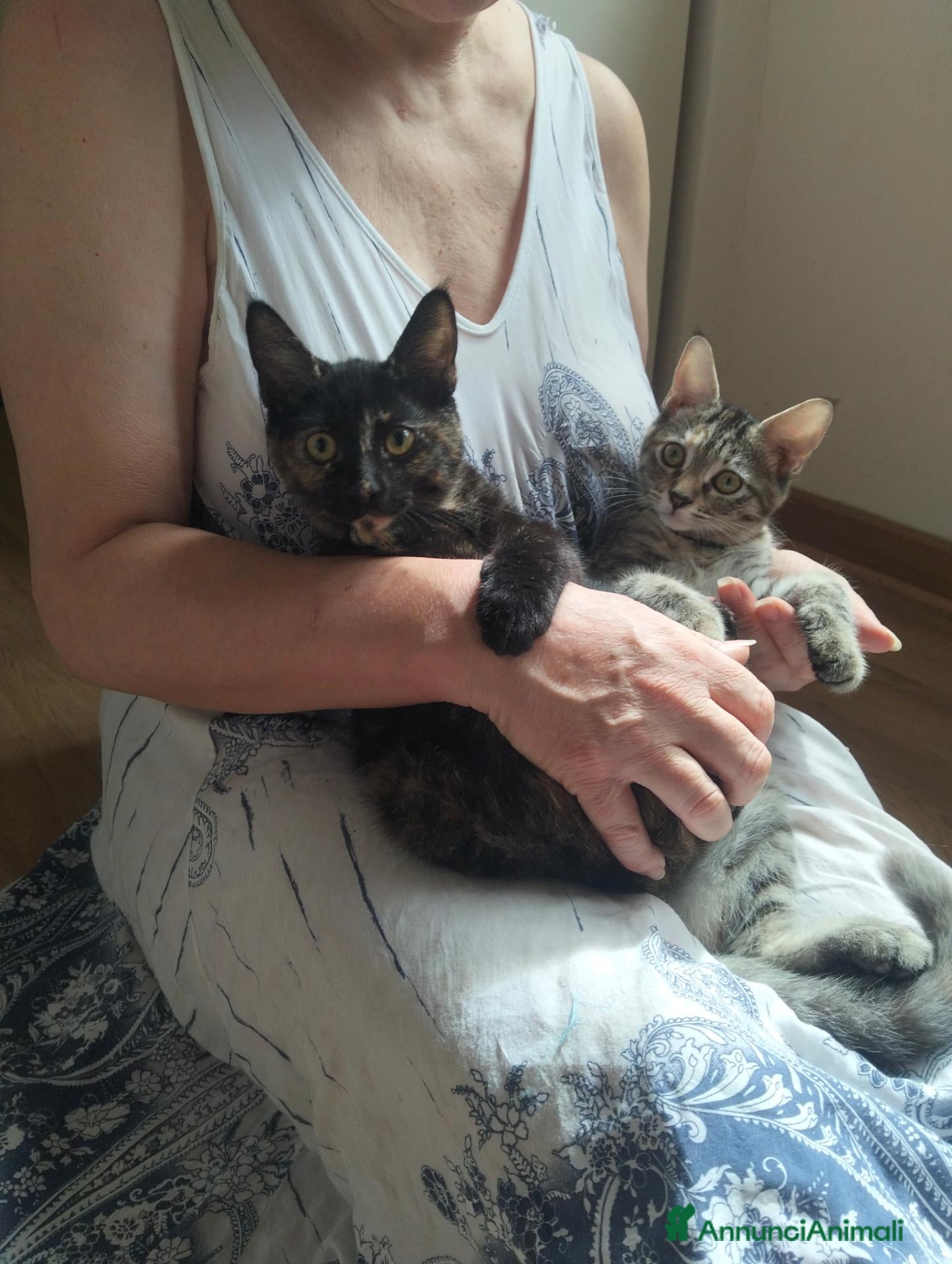 Meticcio gatti Gattini incrocio Maine Coon  - Annuncio 23