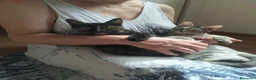 Meticcio gatti in vendita: Gattini incrocio Maine Coon  a Provincia di Trieste - Annuncio 1