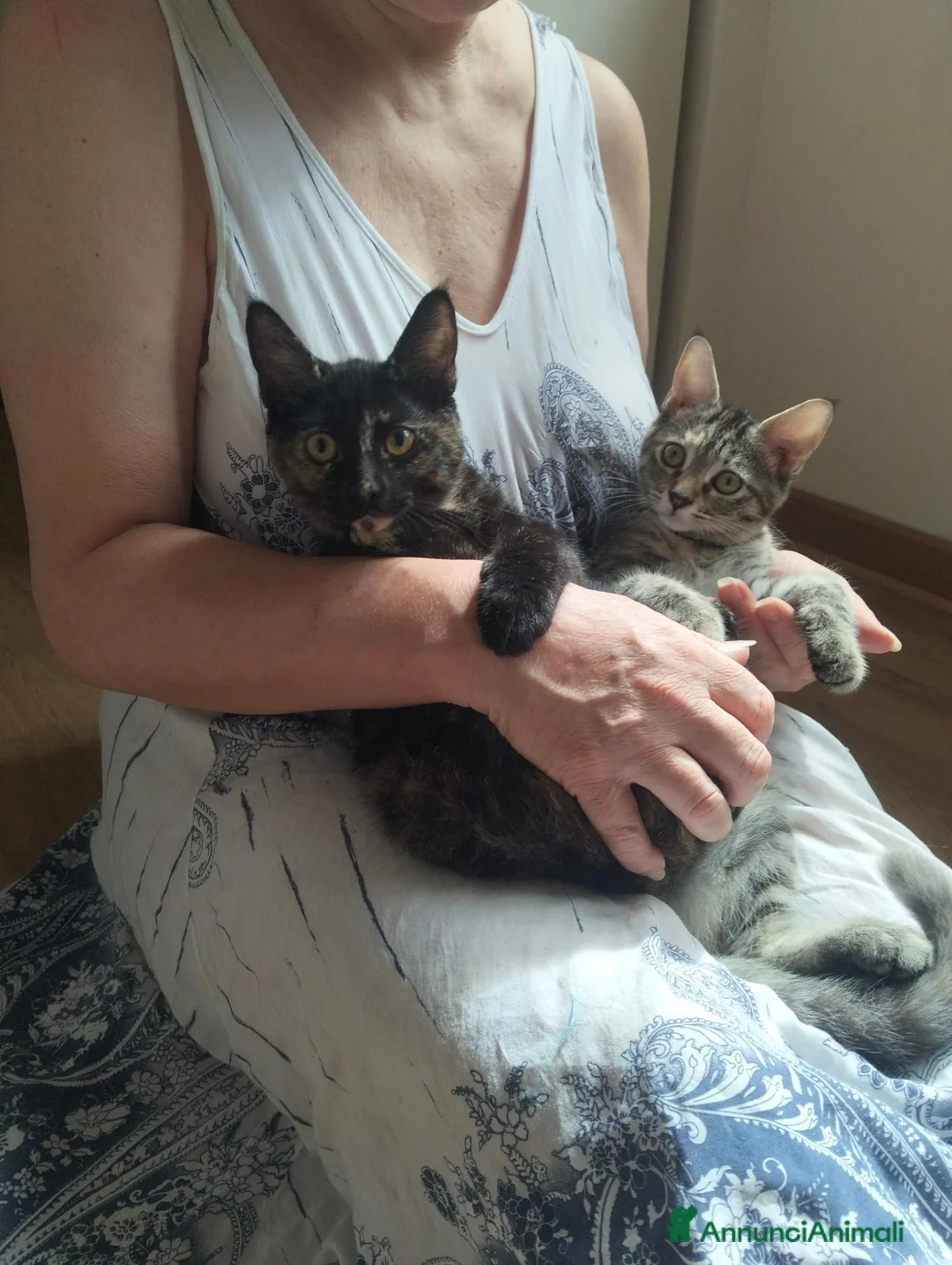 Meticcio gatti in vendita: Gattini incrocio Maine Coon  a Provincia di Trieste - Annuncio 1