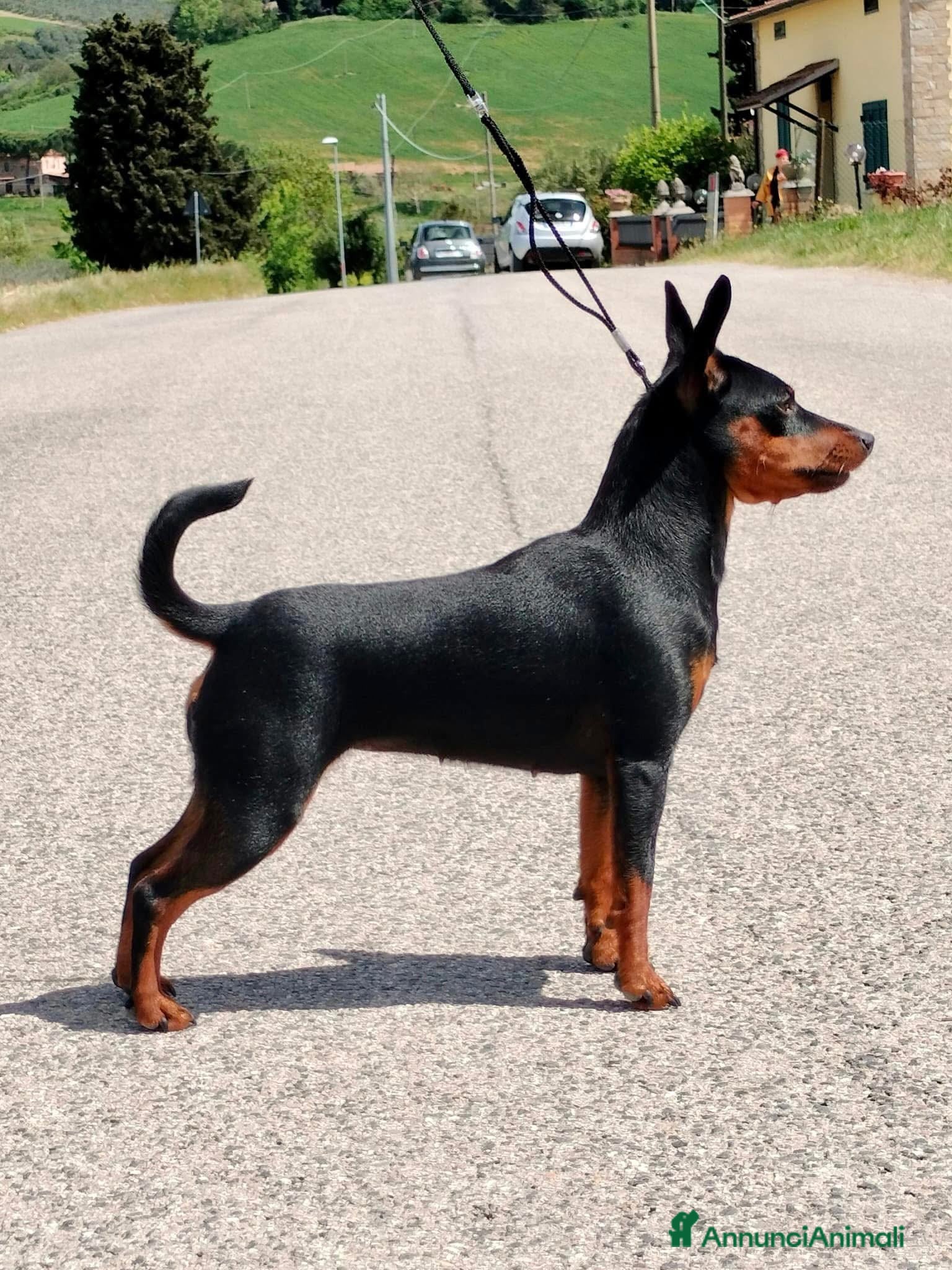 Pinscher Miniatura cani Meravigliosa cucciola rosso cervo  - Annuncio 2