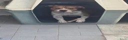 Pitbull cani in regalo: Adozione del cuore per Eros a Città Metropolitana di Napoli - Annuncio 3