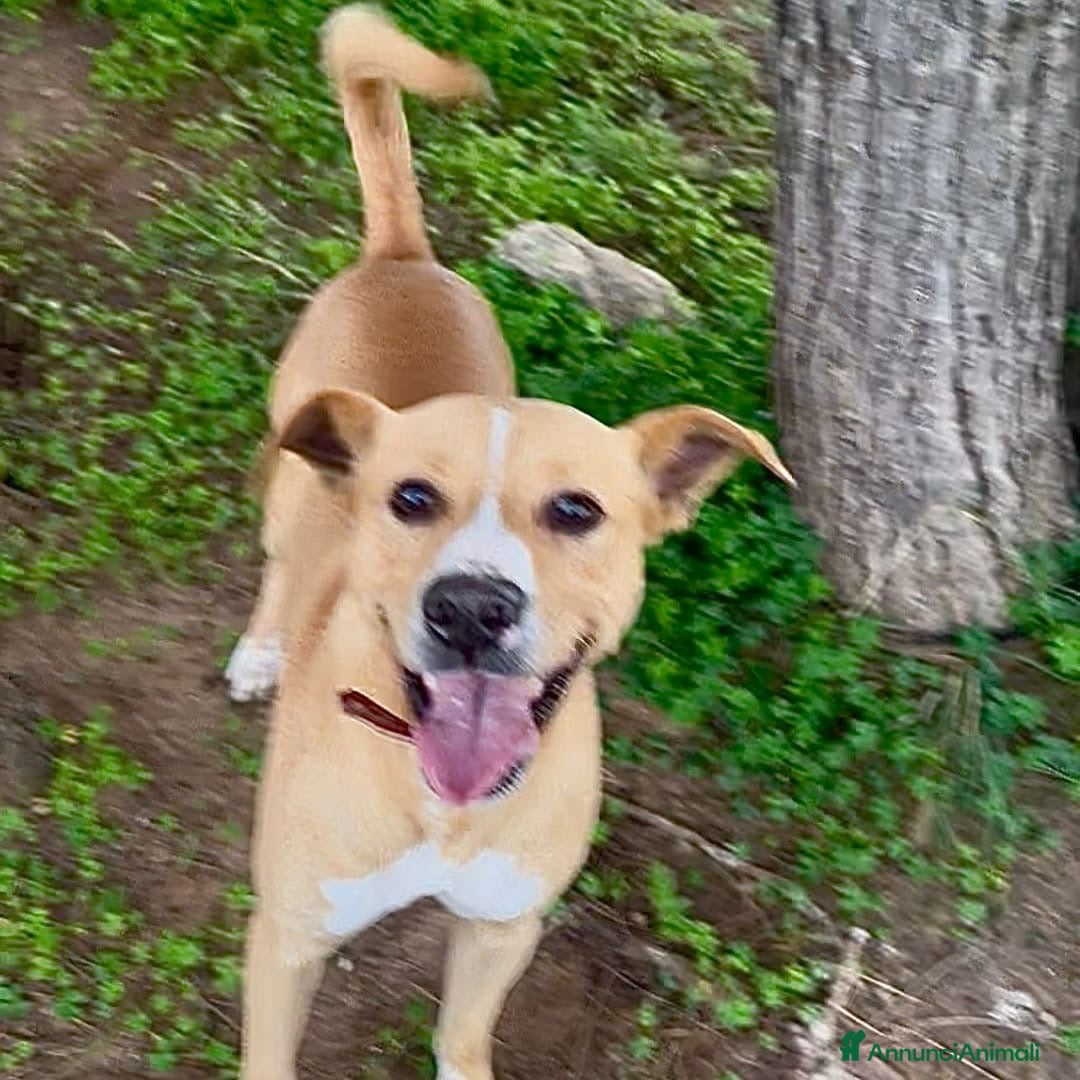 Meticcio cani in regalo: SPILLO 💙 - cagnolino dolce e peperino, cerca casa - Annuncio 3