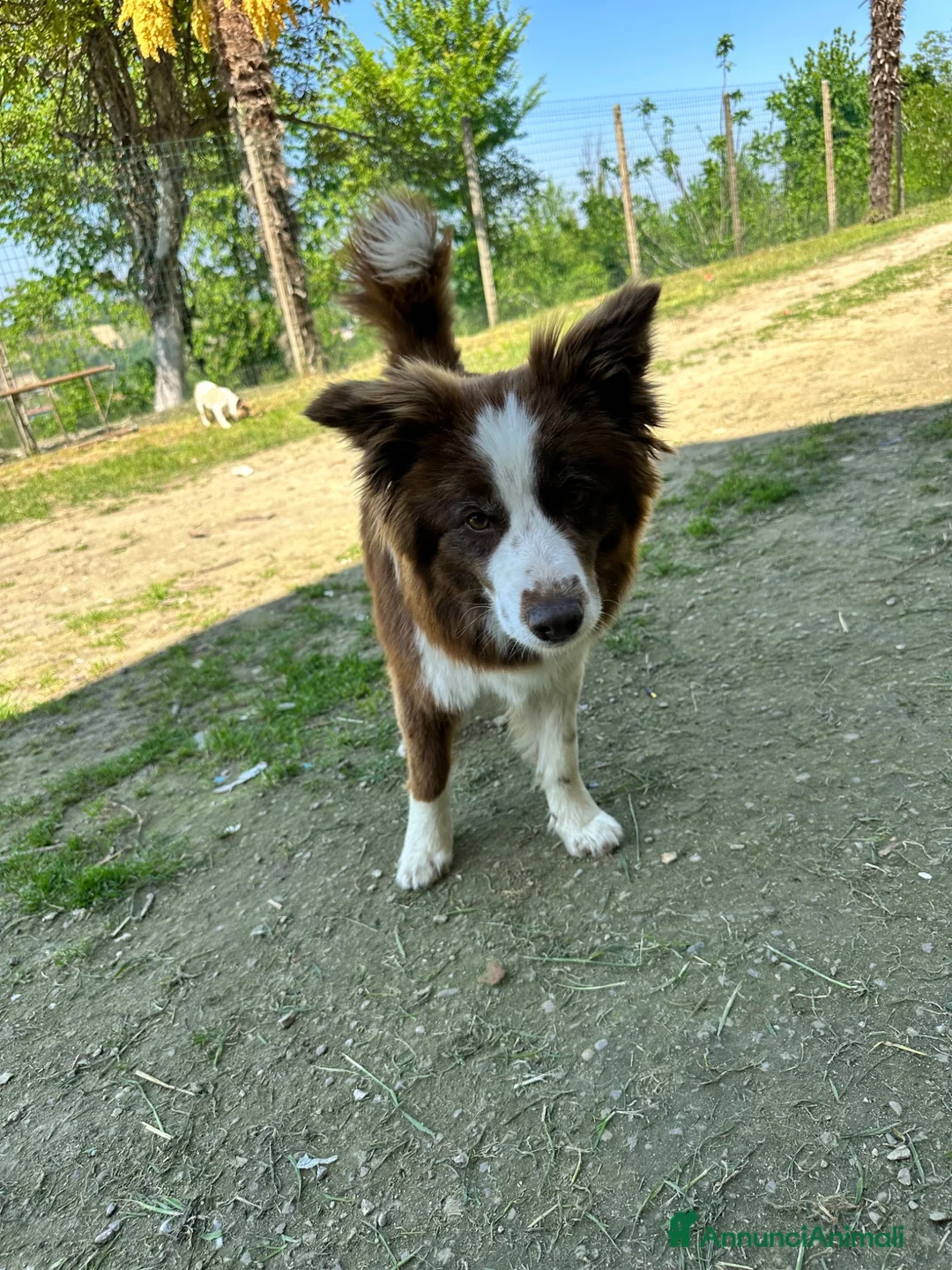 Border Collie cani in vendita: Border collie femmina - Annuncio 2