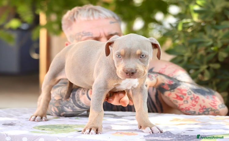 Pitbull cani a Provincia di Ferrara - Annuncio 1