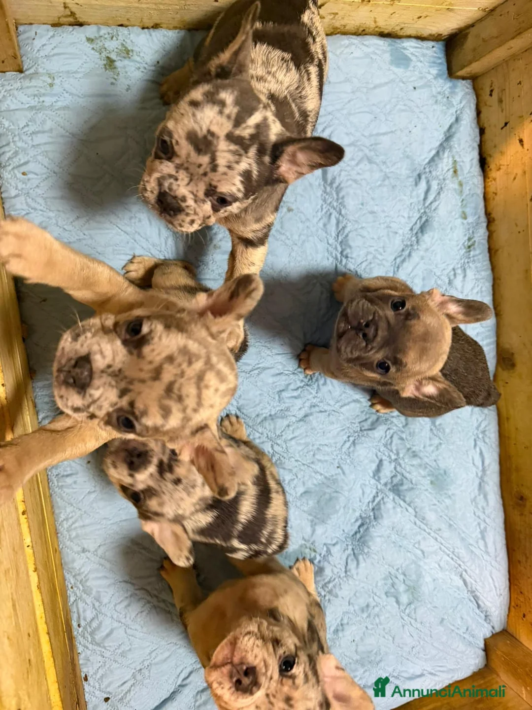 Bulldog Francese cani in vendita: Bulldog francese esotico - Annuncio 2