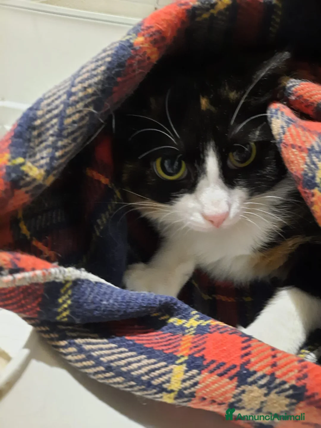 Meticcio gatti in regalo: Macchia e Melania miciotte da conquistare - Annuncio 2