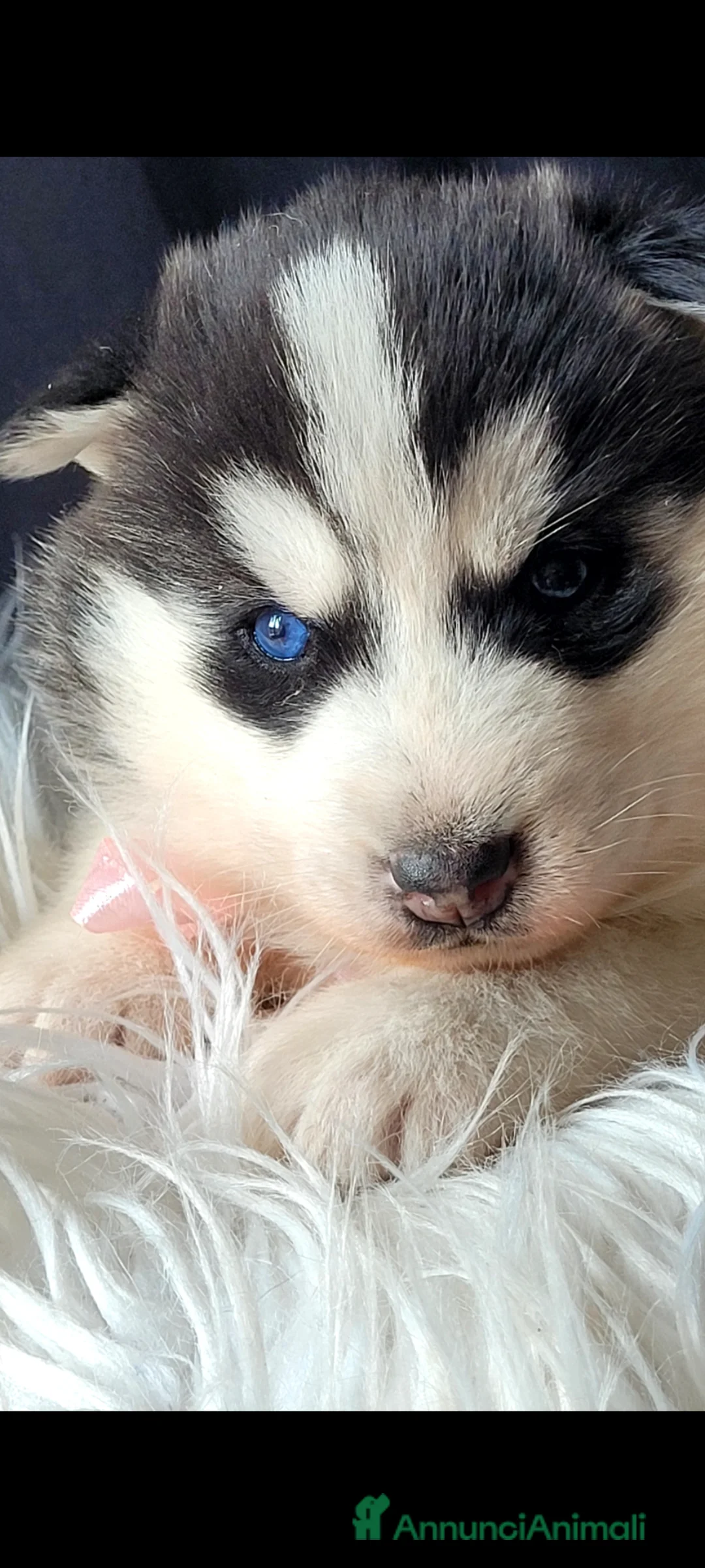 Husky cani in vendita: SIBERIAN HUSKY CUCCIOLATA CON PEDIGREE  - Annuncio 4