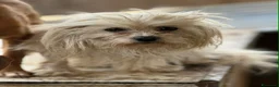 Maltese cani in regalo: LEDA, giovane MALTESE super affettuosa! - Annuncio 4