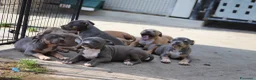Pitbull cani in vendita: Cuccioli Pit Bull pronta consegna anche a rate - Annuncio 20