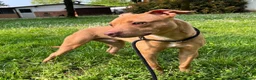 Meticcio cani in regalo: CARLETTO PIT BULLINO - Annuncio 17