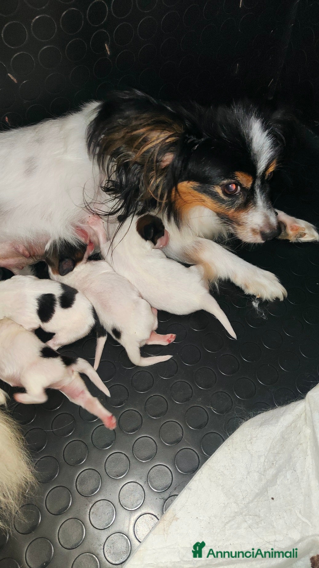 Papillon cani CUCCIOLI DI PAPILLON CON PEDIGREE DISPONIBILI - Annuncio 1