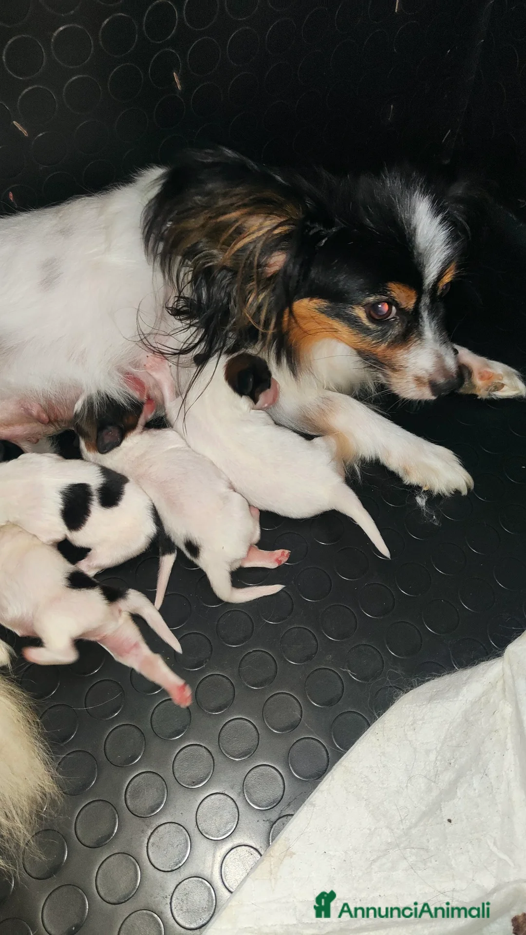 Papillon cani in vendita: CUCCIOLI DI PAPILLON CON PEDIGREE DISPONIBILI - Annuncio 1