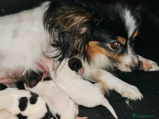 Papillon cani CUCCIOLI DI PAPILLON CON PEDIGREE DISPONIBILI - Annuncio 5