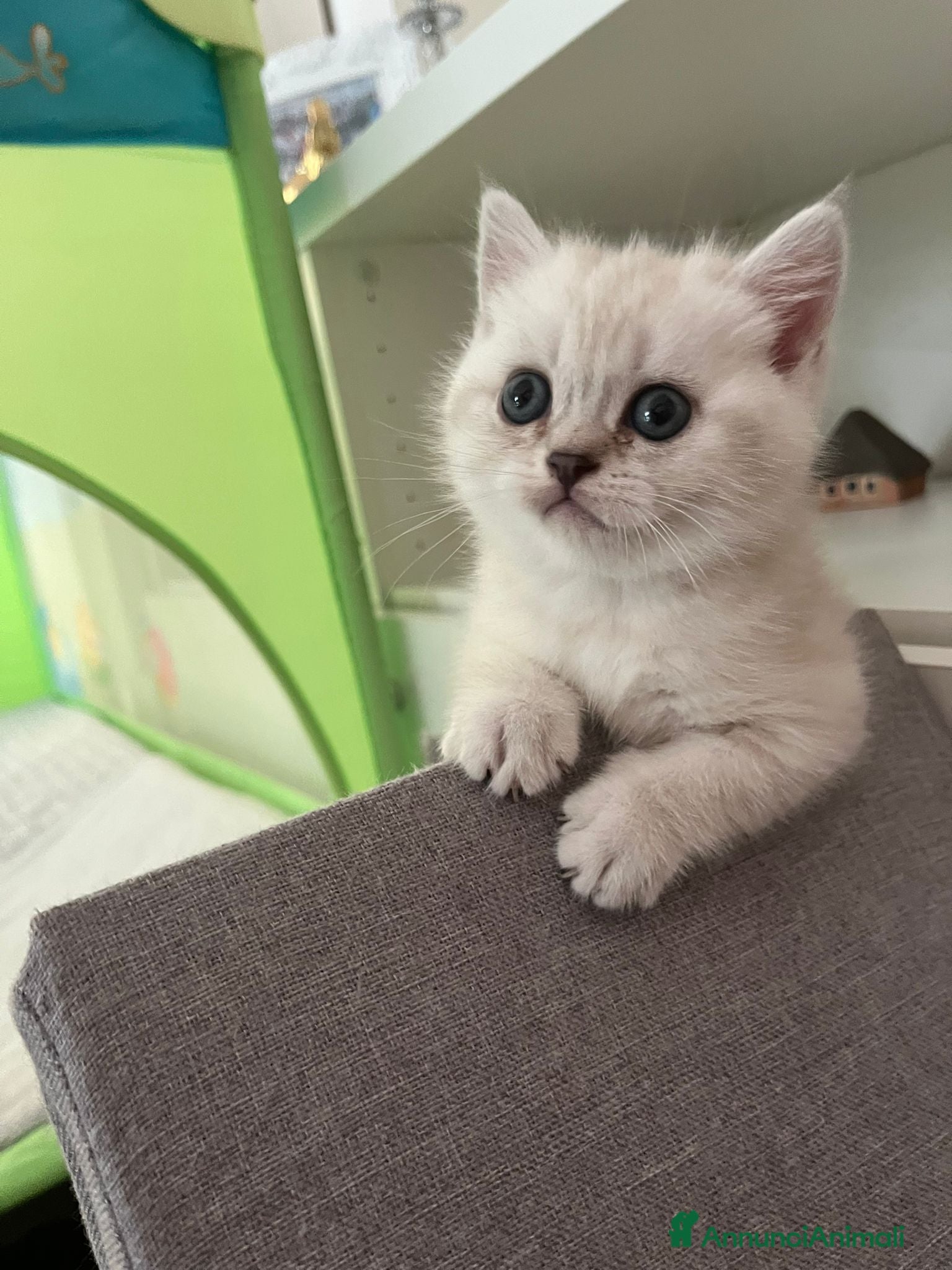 Scottish gatti Cuccioli scottish fold e straight  - Annuncio 12