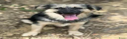 Meticcio cani in regalo: BOUNTY, cucciolo TG PICCOLA tanto coccolone! - Annuncio 1