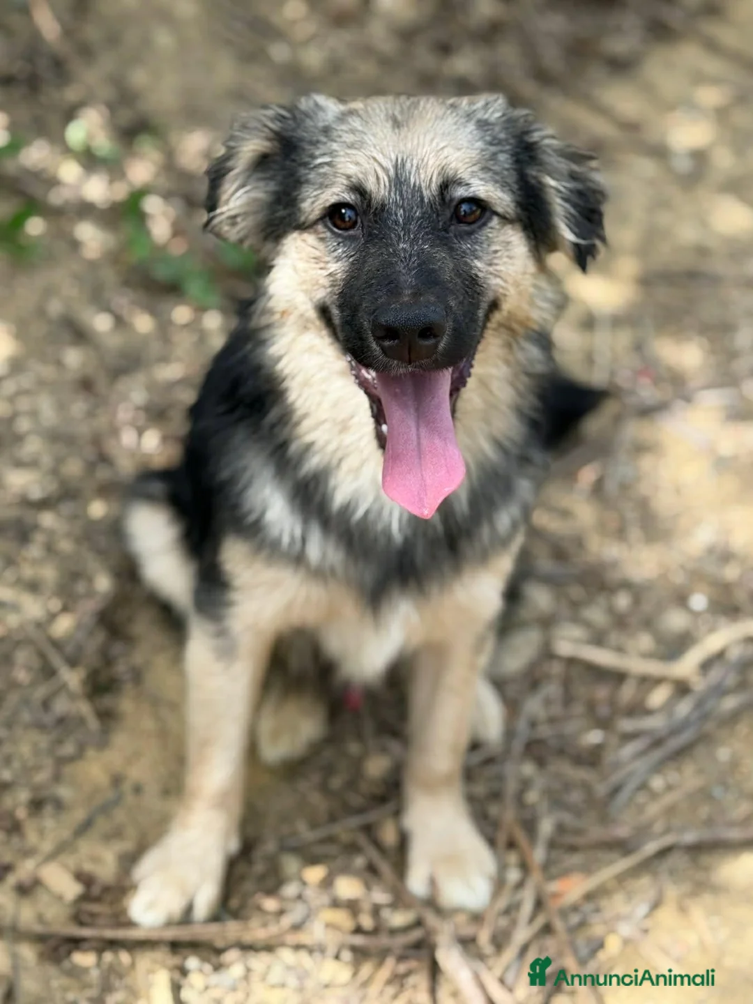 Meticcio cani in regalo: BOUNTY, cucciolo TG PICCOLA tanto coccolone! - Annuncio 1