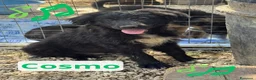 Meticcio cani in regalo: Cosmo  - Annuncio 1