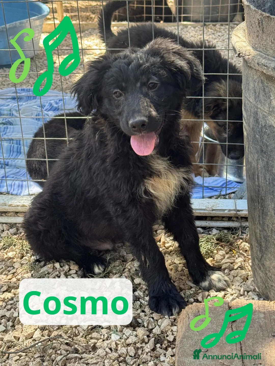 Meticcio cani in regalo: Cosmo  - Annuncio 1