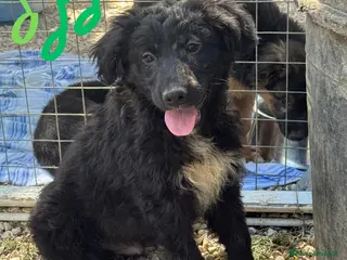 Meticcio cani Cosmo - Annuncio 41