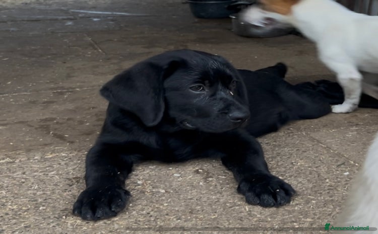 Labrador cani a Provincia di Bergamo - Annuncio 6