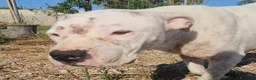 Dogo Argentino cani in regalo: Giovanni: Dogo Argentino dolce equilbrato  - Annuncio 10