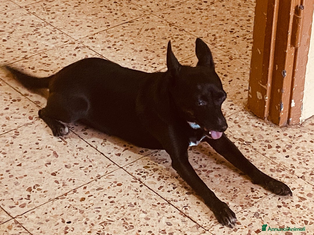 Pinscher Miniatura cani in regalo: Chicco pinscher molto tranquillo e coccolone - Annuncio 15