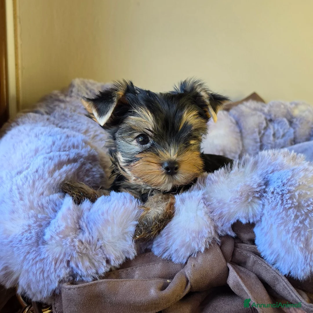 Yorkshire cani in vendita: Cuccioli di Yorkshire Terrier  - Annuncio 9