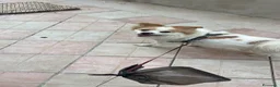 Meticcio cani per accoppiamento: Spyro cerca fidanzatina a Provincia di Chieti - Annuncio 3