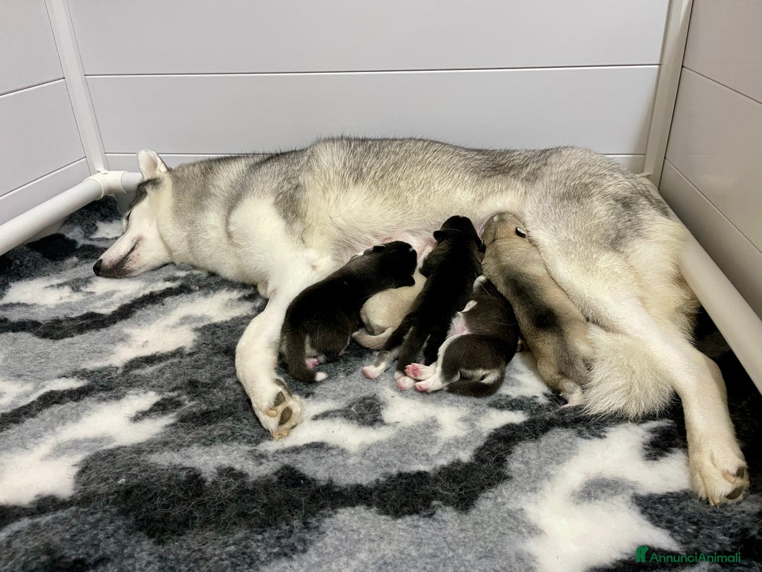 Husky cani in vendita: Cuccioli Siberian Husky Pedigree ENCI - Annuncio 1