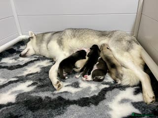 Husky cani Cuccioli Siberian Husky Pedigree ENCI - Annuncio 6