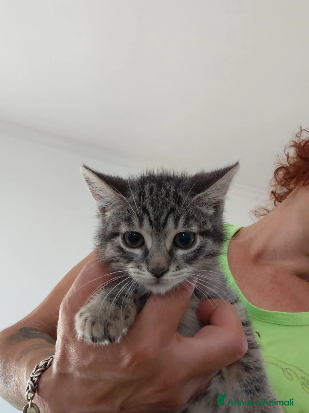 Altre razze gatti in regalo: Due batuffoli cercano casa! - Annuncio 6