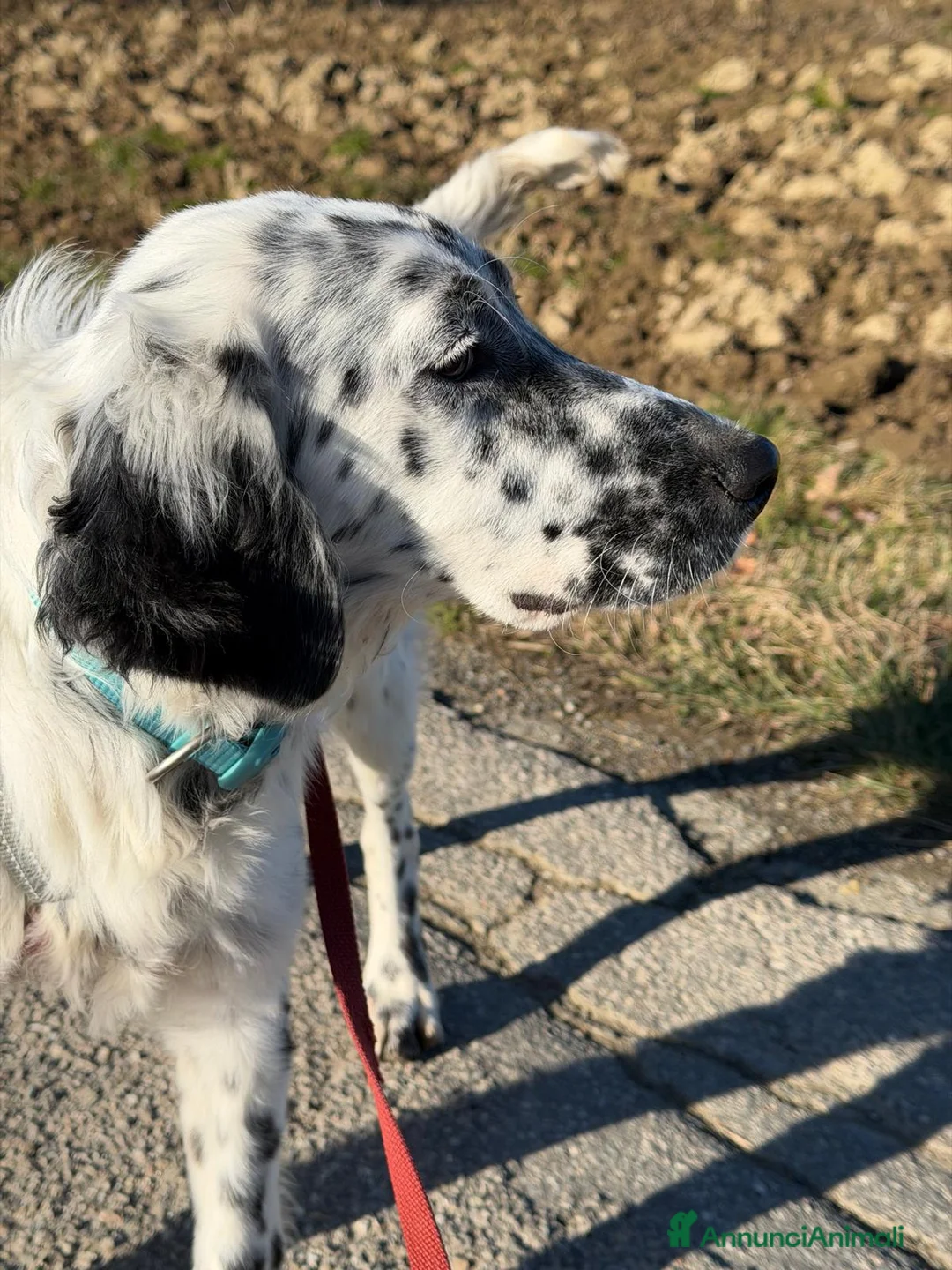Setter Inglese cani in regalo: CASPER dolcissimo setter - Annuncio 2