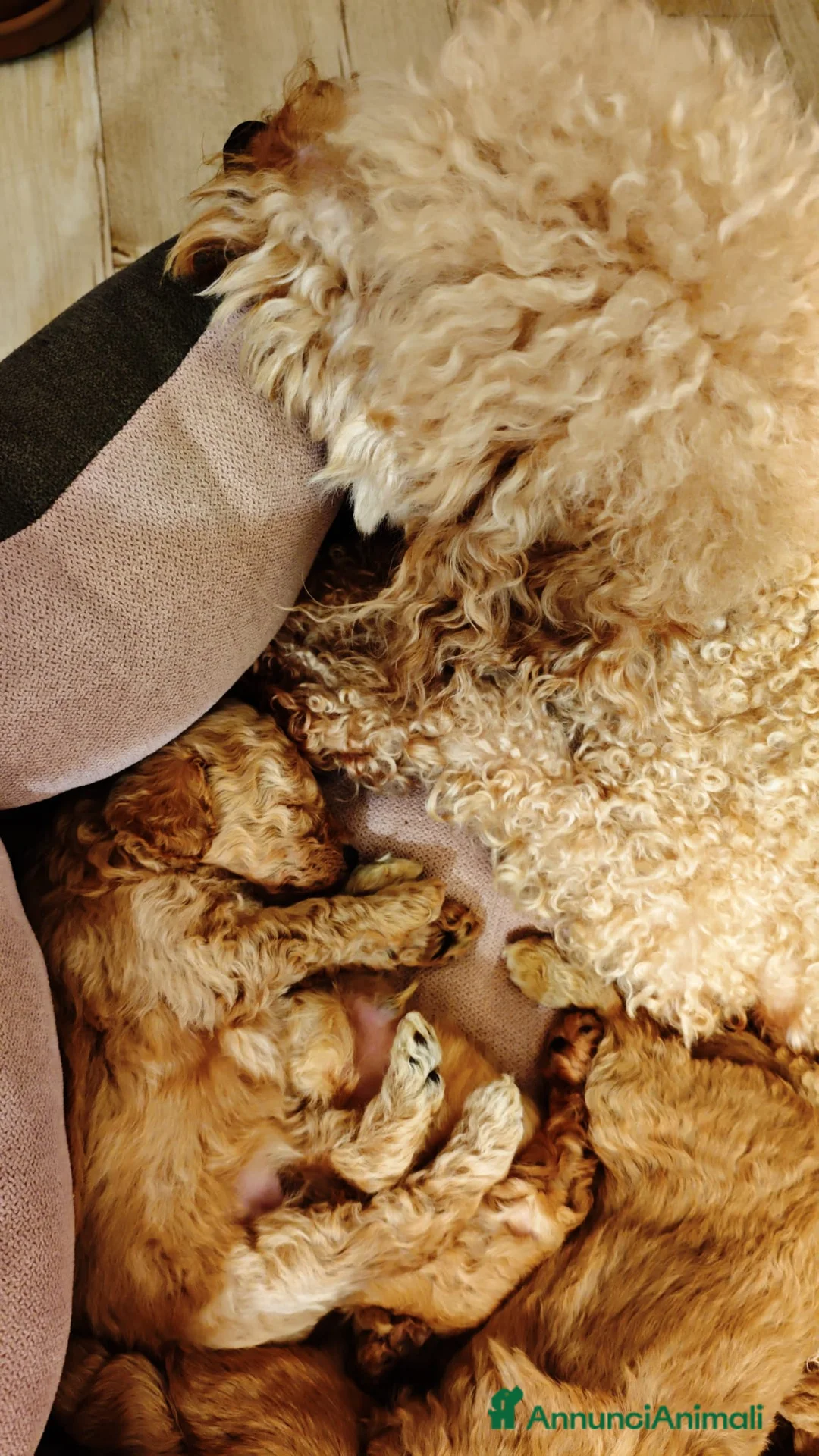 Barboncino cani in vendita: Cucciolata casalinga  - Annuncio 6