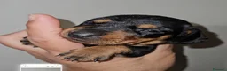 Bassotto Nano cani in vendita: Bassotto nero focato a Città metropolitana di Milano - Annuncio 3