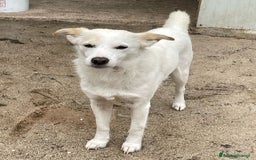 Meticcio cani in regalo: PLUTO TAGLIA PICCOLA a Città metropolitana di Milano - Immagine 2