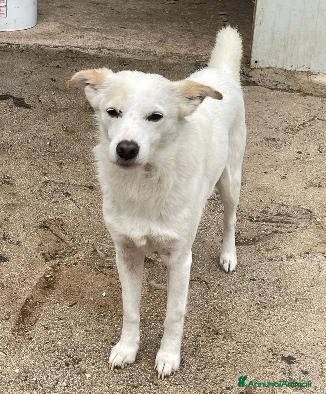 Meticcio cani in regalo: PLUTO TAGLIA PICCOLA a Città metropolitana di Milano - Immagine 2