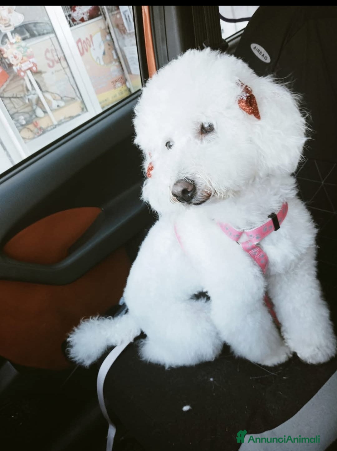 Barboncino cani in vendita: Barboncino  - Annuncio 5