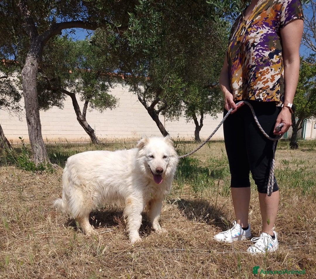 Meticcio cani in regalo: Nonna Penny Cerca Famiglia. Info Monica 3890238584 - Annuncio 3