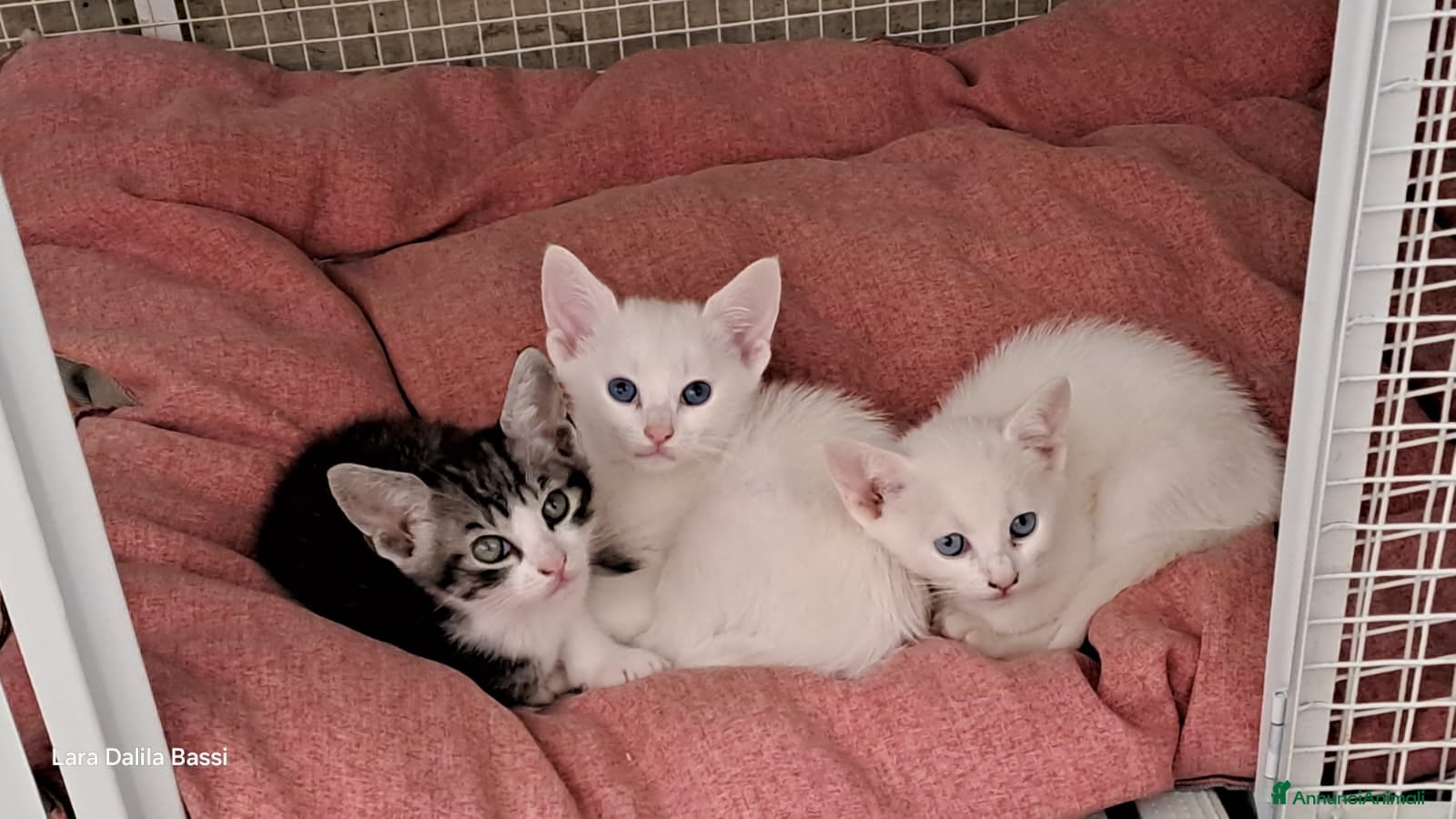 Altre razze gatti Tre micetti di due mesi cercano famiglia - Annuncio 1