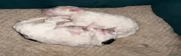 Meticcio cani in vendita: Vendo barboncini  a Città Metropolitana di Napoli - Annuncio 10