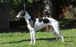 Whippet cani in vendita: Whippet  a Province of Como - Immagine 8