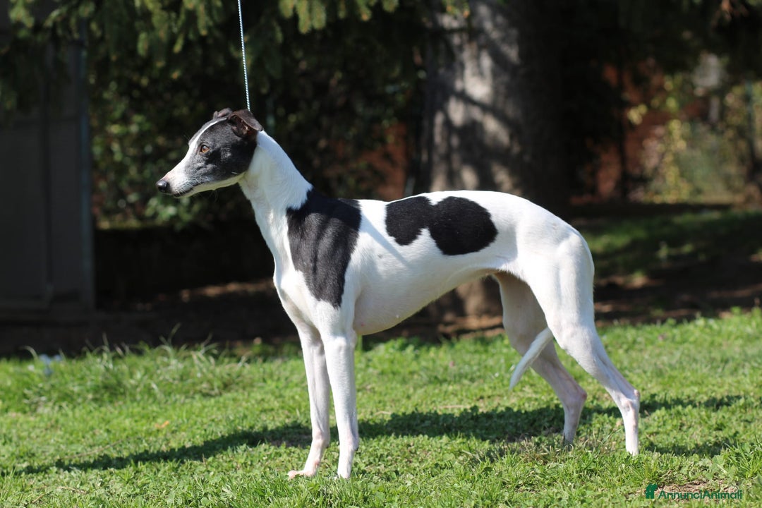 Whippet cani in vendita: Whippet  a Province of Como - Immagine 8