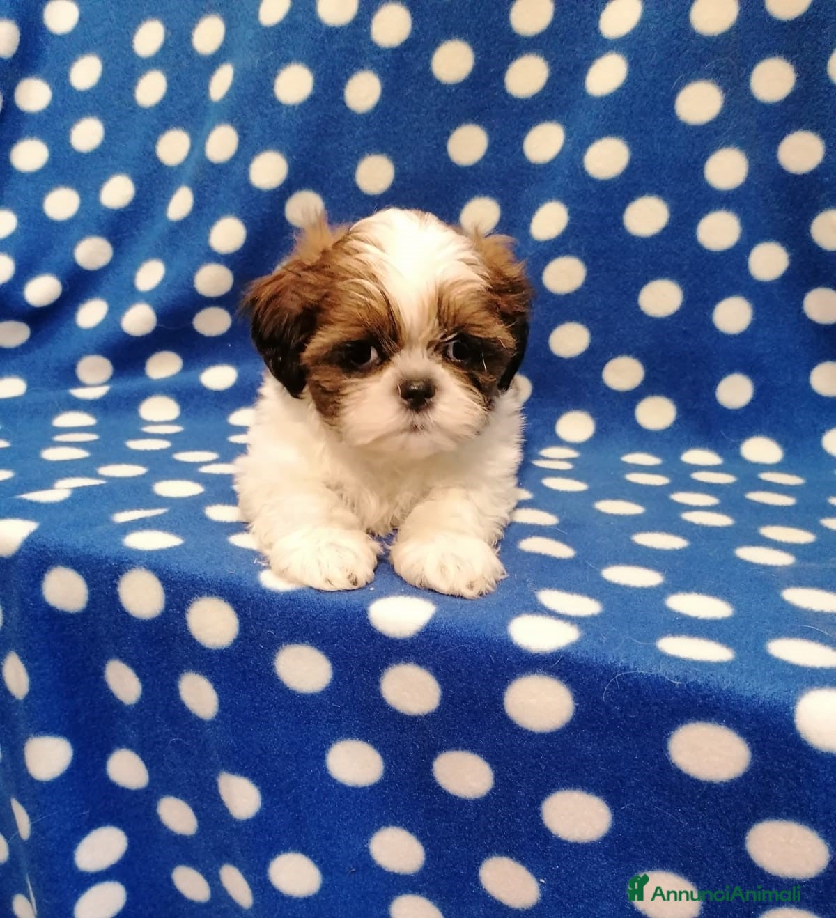 Shih Tzu cani Shih Tzu cuccioli taglia toy - Annuncio 4