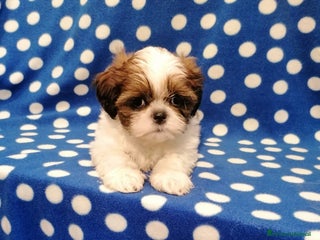 Shih Tzu cani Shih Tzu cuccioli taglia toy - Annuncio 5