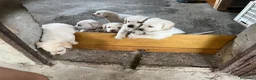 Labrador cani in vendita: Cuccioli di Labrador - Annuncio 4
