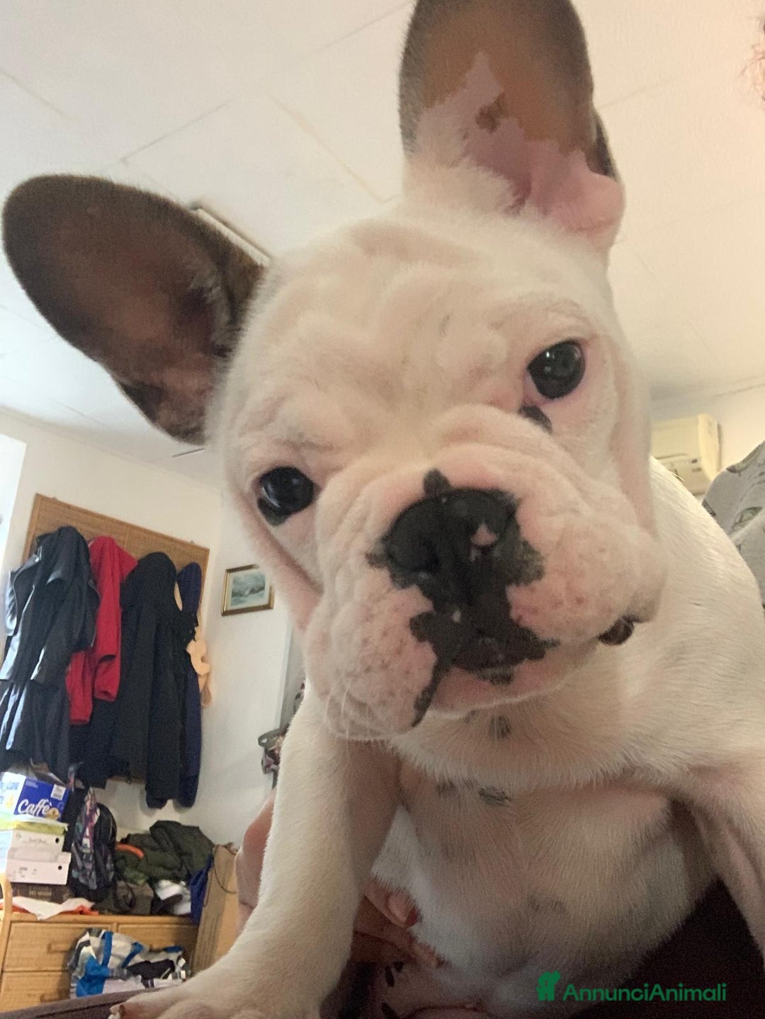 Bulldog Francese cani in vendita: Vendesi cucciola di bulldog francese  - Annuncio 4